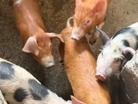 Säue, Schweine — Foto 4