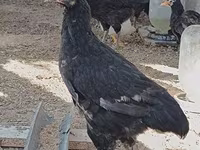Chickens — الصورة 1
