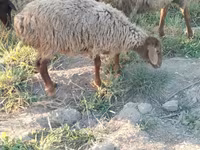 Sheep (batch, sex not specified), Sheep — photo 4