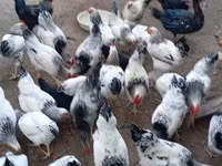 Chickens — Foto 4