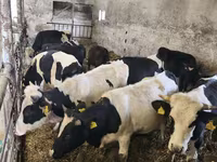 सांड, Russian Black pied cattle — फ़ोटो 3
