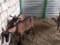 عنزة, Alpine goat — الصورة 3