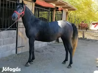 Caballo, Caballos — foto 4