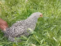 Adler Silver — foto 4