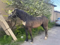 Hengst, Kustanai horse — Foto 3
