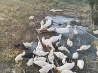 Ducks — photo 4