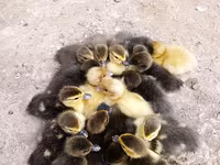 Ducks — Foto 1