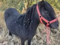 Égua, Cavalos — foto 1