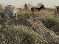 İnək, Mal-qara — foto 3