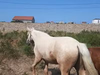At, Azerbaijan horse — foto 3