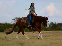 Cavalo, Quarter Horse — foto 7