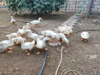 美国北京鸭 — 照片 1