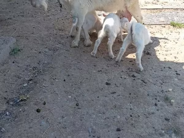 Goat, Goats
