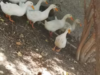 Ducks — photo 1