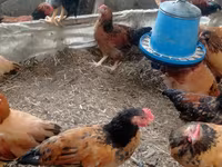 Chickens — الصورة 2
