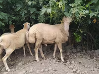 كبش, الأغنام — الصورة 4