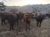 Vaca, Aberdeen-Angus — foto 1