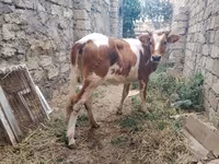 Krowa, Simmental cattle — zdjęcie 4
