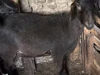 Кочкор, Койлор — сүрөт 3