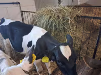 Vaca, Russian Black pied cattle — foto 4