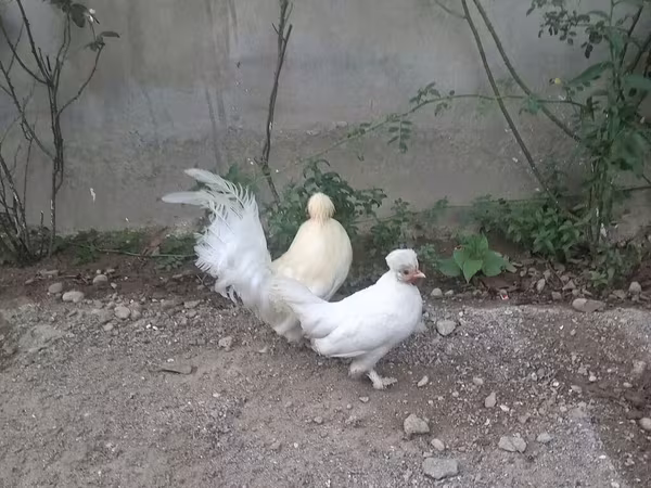 Bantam japonesa