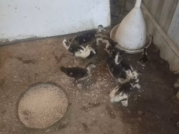 Ducks — Azerbaijan