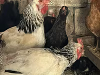 Chickens — photo 4