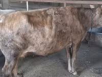 母牛, Cattle — 照片 6