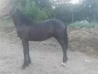 Kůň, Friesian — foto 1
