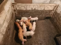 Säue, Schweine — Foto 3