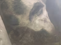 Eber, Schweine — Foto 3