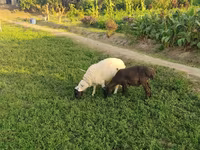 Carneiro, Ovelhas — foto 1
