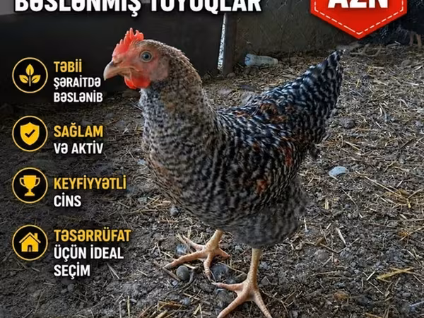 Chickens — Azerbaijan