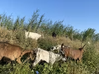 Dişi keçi, Czech Brown Shorthaired goats — foto 3