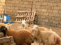 Qoyun, Apsheron sheep — foto 6