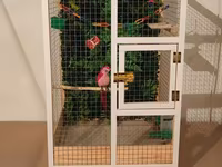 Papuqay,dovşan,hamster,şinşila,bildirçin,cücə,xamyak,pişik,quş,tısbağa — foto 1