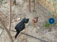 Chickens — 照片 2