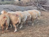 Qoyunlar (partiya, cinsi göstərilməyib), Qoyunlar — foto 2
