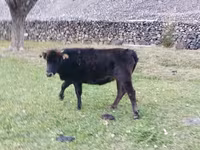Vaca, Ganado vacuno — foto 4