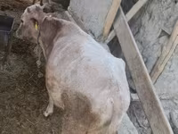 Bull, Simmental cattle — photo 2
