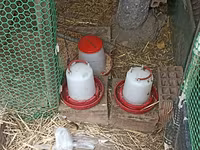 Chickens — foto 6