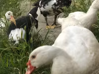 Ducks — 照片 4