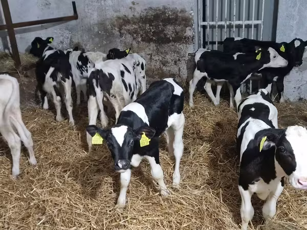 Touro, Russian Black pied cattle
