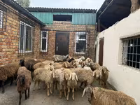 Carneiro, Rhon sheep — foto 4