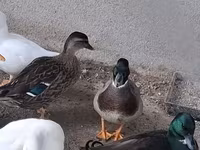 Ducks — फ़ोटो 3
