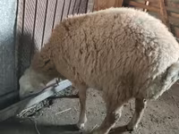 Ram, Sheep — photo 1