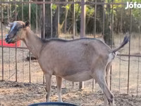 Koza, Alpine goat — foto 1