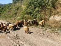 Keçi, Keçilər — foto 5
