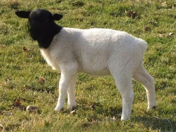 Oveja, Dorper sheep