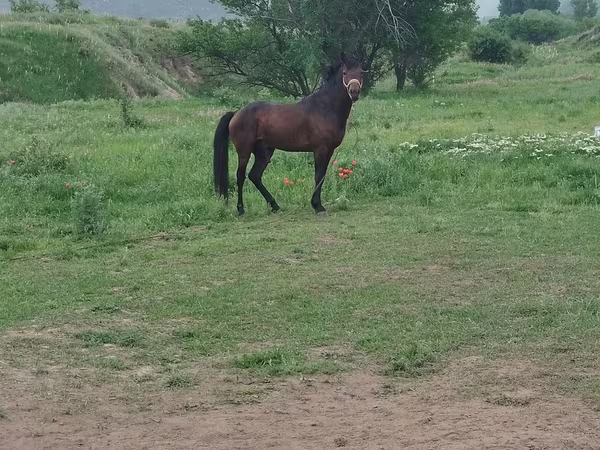 Конь, Лошади